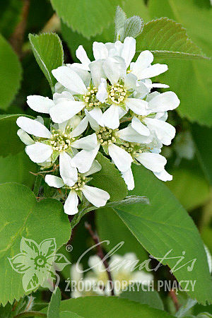 Amelanchier alnifolia 'Thiessen'