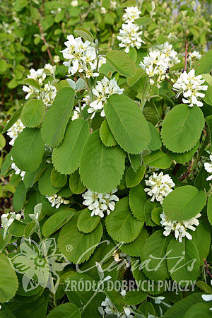 Amelanchier alnifolia 'Thiessen'