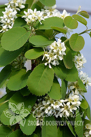 Amelanchier alnifolia 'Thiessen'