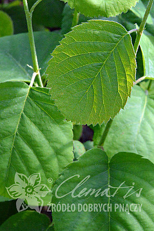 Amelanchier alnifolia 'Thiessen'