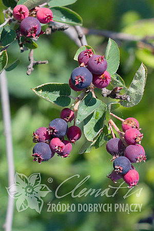 Amelanchier alnifolia 'Thiessen'