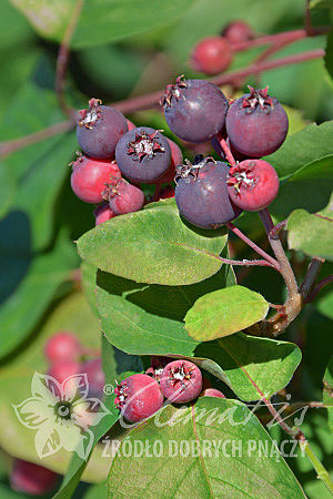 Amelanchier alnifolia 'Thiessen'