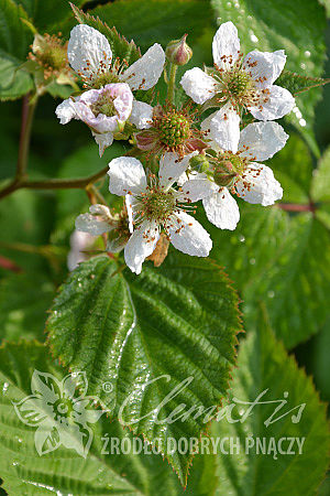 Rubus fruticosus 'Loch Ness'