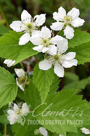 Rubus fruticosus 'Loch Ness'