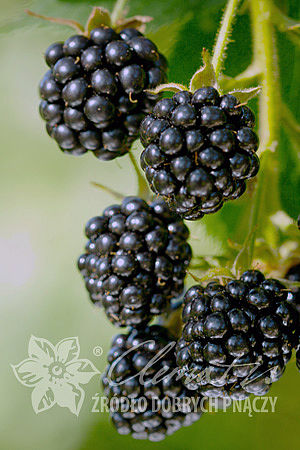 Rubus fruticosus 'Loch Ness'