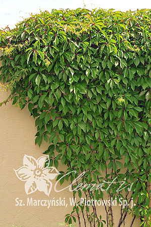 Parthenocissus quinquefolia var. engelmannii