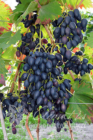 Vitis 'Nadieżda Azos'