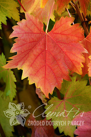 Vitis 'Nadieżda Azos'