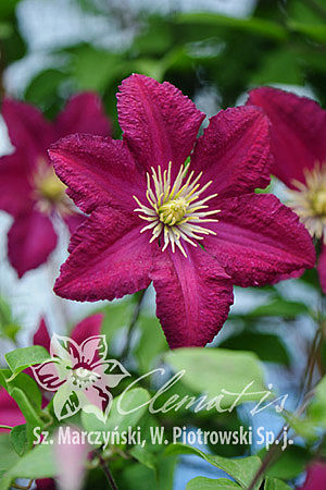 Clematis  'Polonez'