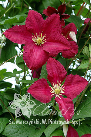 Clematis  'Polonez'