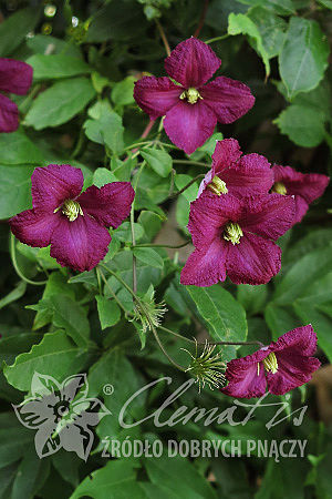 Clematis  'Polonez'