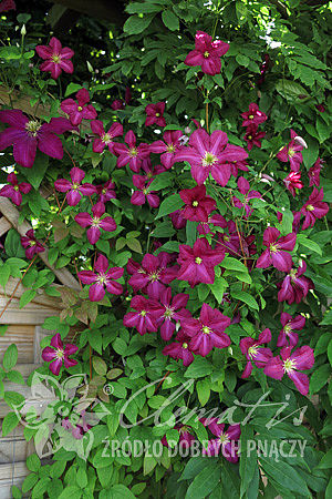 Clematis  'Polonez'