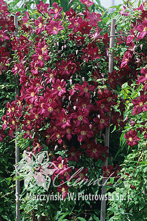 Clematis  'Polonez'