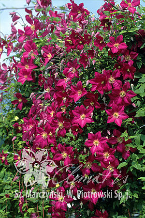 Clematis  'Polonez'