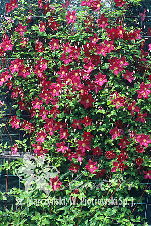 Clematis  'Polonez'