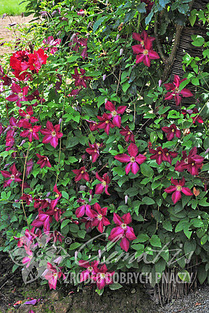 Clematis  'Polonez'