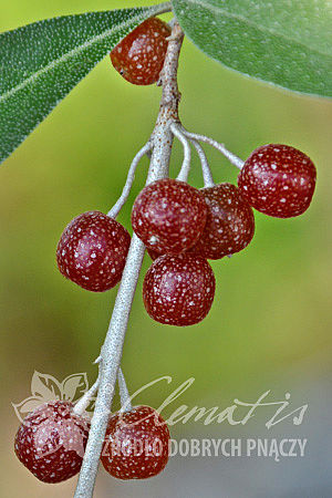 Elaeagnus umbellata POINTILLA® AMOROSO®