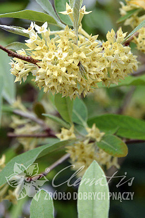 Elaeagnus umbellata Pointilla® Amoroso®