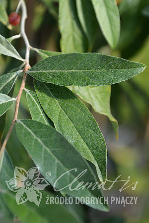 Elaeagnus umbellata Pointilla® Amoroso®