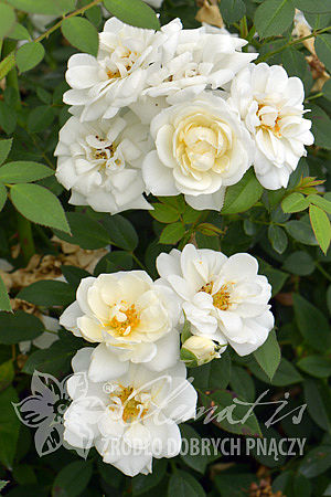 Rosa 'White Fairy'