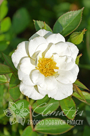 Rosa 'White Fairy'