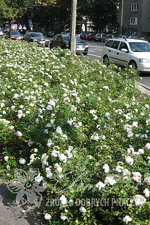 Rosa 'White Fairy'