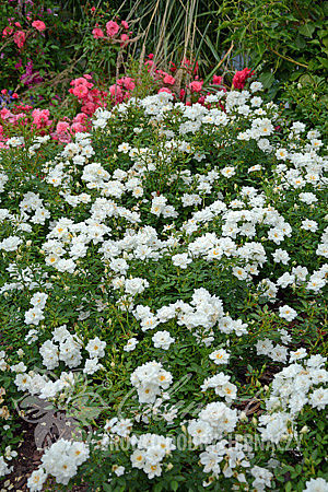 Rosa 'White Fairy'