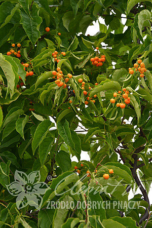 Celastrus scandens ‘Bailumn’