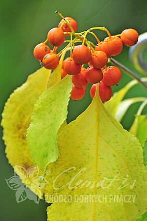 Celastrus scandens ‘Bailumn’