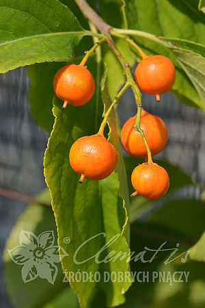 Celastrus scandens ‘Bailumn’