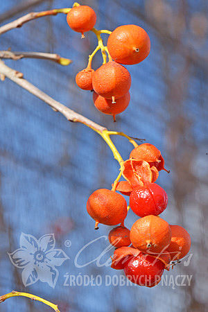 Celastrus scandens ‘Bailumn’