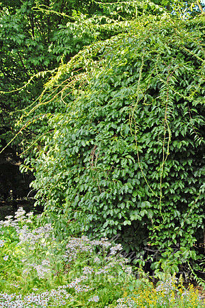 Celastrus scandens ‘Bailumn’