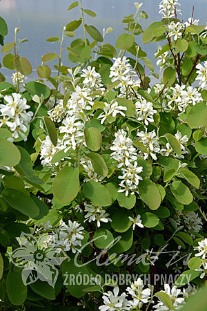 Amelanchier alnifolia 'Honeywood'