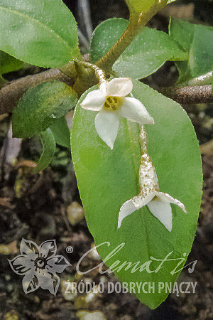 Elaeagnus multiflora