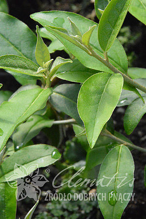 Elaeagnus multiflora