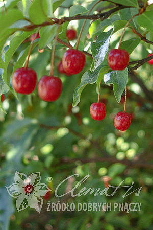 Elaeagnus multiflora