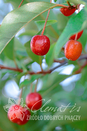 Elaeagnus multiflora