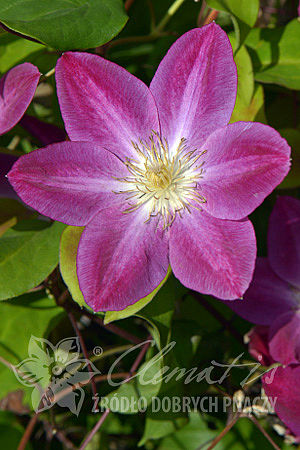 Clematis 'Change of Heart'