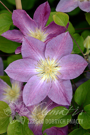 Clematis 'Change of Heart'