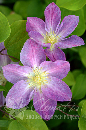 Clematis 'Change of Heart'