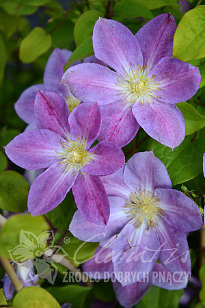 Clematis 'Change of Heart'