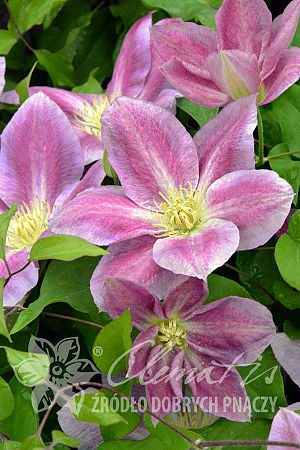 Clematis 'Change of Heart'