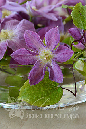 Clematis 'Change of Heart'PBR