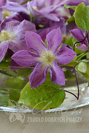 Clematis 'Change of Heart'