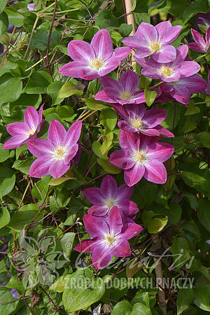 Clematis 'Change of Heart'