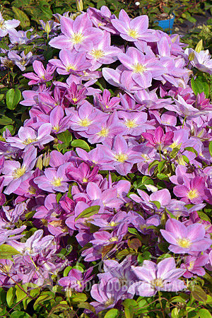 Clematis 'Change of Heart'