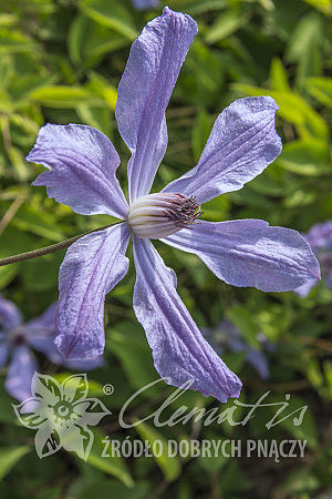 Clematis 'Kagura'