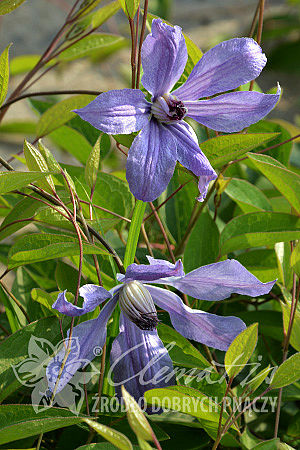 Clematis 'Kagura'