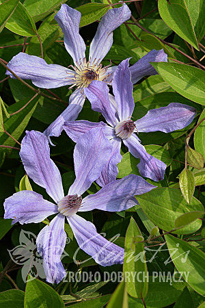 Clematis 'Kagura'