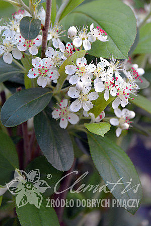 Aronia mitschurinii